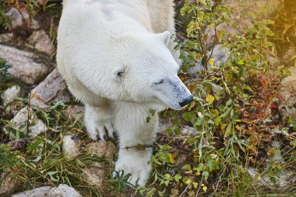 Comment choisir une croisière qui propose des ateliers de photographie de la faune sauvage?